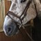 BR100 Venice Bridle with Reins - Available in Cob or Full - Black or Havana, Pick'n'Mix